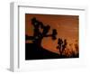 Several Leonids Meteors are Seen Streaking Through the Sky Over Joshua Tree National Park, Calif.-null-Framed Photographic Print