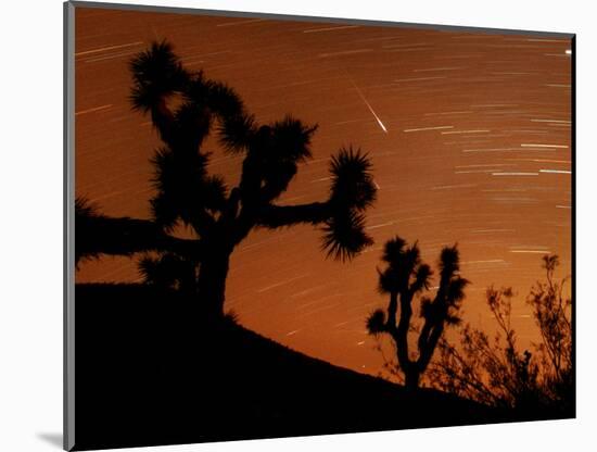 Several Leonids Meteors are Seen Streaking Through the Sky Over Joshua Tree National Park, Calif.-null-Mounted Photographic Print