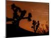 Several Leonids Meteors are Seen Streaking Through the Sky Over Joshua Tree National Park, Calif.-null-Mounted Photographic Print