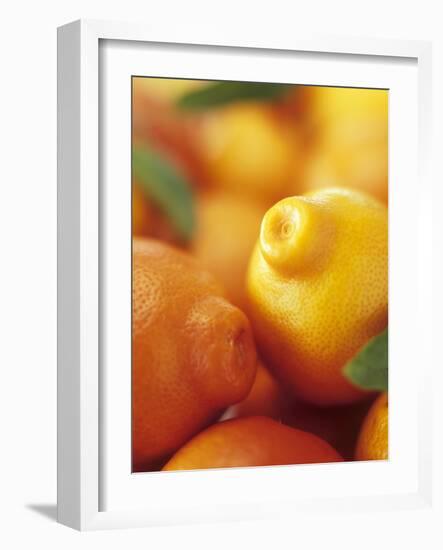 Several Mandarin Oranges with Leaves-Vladimir Shulevsky-Framed Premium Photographic Print