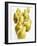 Several Pears Standing One Behind the Other-Dieter Heinemann-Framed Photographic Print