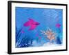 Several Red Betta Fish Swimming Underwater-null-Framed Art Print