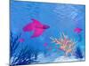 Several Red Betta Fish Swimming Underwater-null-Mounted Art Print