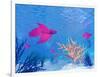 Several Red Betta Fish Swimming Underwater-null-Framed Art Print