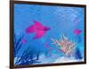 Several Red Betta Fish Swimming Underwater-null-Framed Art Print