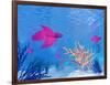 Several Red Betta Fish Swimming Underwater-null-Framed Art Print