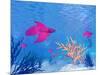 Several Red Betta Fish Swimming Underwater-null-Mounted Art Print