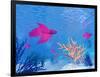 Several Red Betta Fish Swimming Underwater-null-Framed Art Print