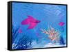 Several Red Betta Fish Swimming Underwater-null-Framed Stretched Canvas