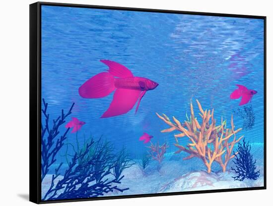 Several Red Betta Fish Swimming Underwater-null-Framed Stretched Canvas