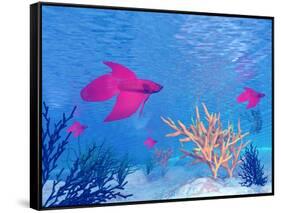 Several Red Betta Fish Swimming Underwater-null-Framed Stretched Canvas