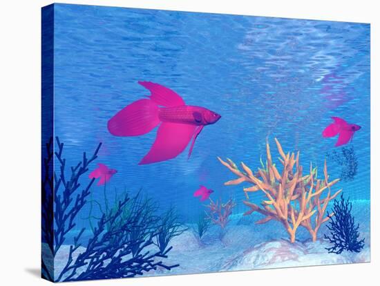 Several Red Betta Fish Swimming Underwater-null-Stretched Canvas