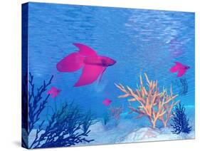 Several Red Betta Fish Swimming Underwater-null-Stretched Canvas