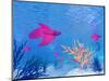 Several Red Betta Fish Swimming Underwater-null-Mounted Art Print