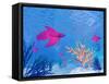 Several Red Betta Fish Swimming Underwater-null-Framed Stretched Canvas