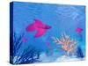 Several Red Betta Fish Swimming Underwater-null-Stretched Canvas