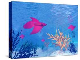 Several Red Betta Fish Swimming Underwater-null-Stretched Canvas