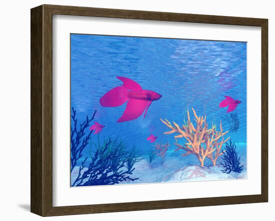 Several Red Betta Fish Swimming Underwater-null-Framed Art Print