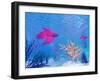 Several Red Betta Fish Swimming Underwater-null-Framed Art Print