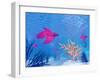 Several Red Betta Fish Swimming Underwater-null-Framed Art Print