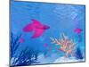 Several Red Betta Fish Swimming Underwater-null-Mounted Art Print