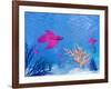 Several Red Betta Fish Swimming Underwater-null-Framed Art Print