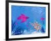 Several Red Betta Fish Swimming Underwater-null-Framed Art Print