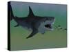 Several Tuna Fish Try To Escape from a Huge Megalodon Shark-Stocktrek Images-Stretched Canvas