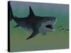 Several Tuna Fish Try To Escape from a Huge Megalodon Shark-Stocktrek Images-Stretched Canvas