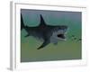 Several Tuna Fish Try To Escape from a Huge Megalodon Shark-Stocktrek Images-Framed Photographic Print