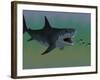 Several Tuna Fish Try To Escape from a Huge Megalodon Shark-Stocktrek Images-Framed Photographic Print