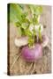 Several Turnips-Foodcollection-Stretched Canvas