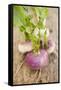 Several Turnips-Foodcollection-Framed Stretched Canvas