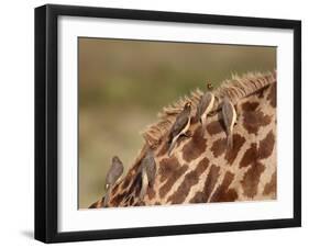 Several Yellow-Billed Oxpecker (Buphagus Africanus) on a Masai Giraffe (Giraffa Camelopardalis Tipp-James Hager-Framed Photographic Print