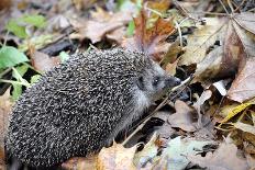 Hedgehog-Severas-Photographic Print