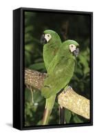 Severe Macaw (Ara Severa), also known as Chesnut- Fronted Macaw-Lynn M^ Stone-Framed Stretched Canvas