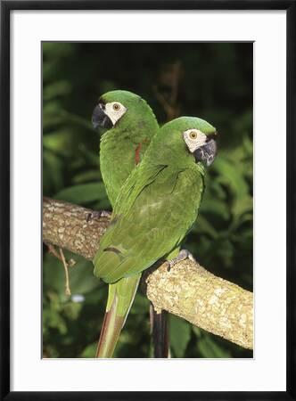 Subjektiv fure Lav et navn Severe Macaw (Ara Severa), also known as Chesnut- Fronted Macaw'  Photographic Print - Lynn M. Stone | AllPosters.com