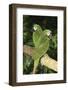 Severe Macaw (Ara Severa), also known as Chesnut- Fronted Macaw-Lynn M^ Stone-Framed Photographic Print