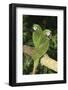 Severe Macaw (Ara Severa), also known as Chesnut- Fronted Macaw-Lynn M^ Stone-Framed Photographic Print