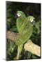 Severe Macaw (Ara Severa), also known as Chesnut- Fronted Macaw-Lynn M^ Stone-Mounted Photographic Print