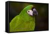 Severe Macaw (Ara Severa)-Lynn M^ Stone-Framed Stretched Canvas