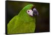 Severe Macaw (Ara Severa)-Lynn M^ Stone-Framed Stretched Canvas