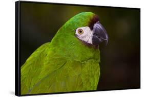 Severe Macaw (Ara Severa)-Lynn M^ Stone-Framed Stretched Canvas