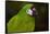 Severe Macaw (Ara Severa)-Lynn M^ Stone-Framed Stretched Canvas
