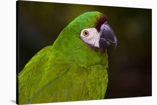 Severe Macaw (Ara Severa)-Lynn M^ Stone-Stretched Canvas