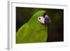 Severe Macaw (Ara Severa)-Lynn M^ Stone-Framed Photographic Print