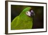 Severe Macaw (Ara Severa)-Lynn M^ Stone-Framed Photographic Print