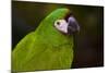 Severe Macaw (Ara Severa)-Lynn M^ Stone-Mounted Photographic Print