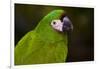 Severe Macaw (Ara Severa)-Lynn M^ Stone-Framed Photographic Print