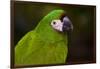 Severe Macaw (Ara Severa)-Lynn M^ Stone-Framed Photographic Print